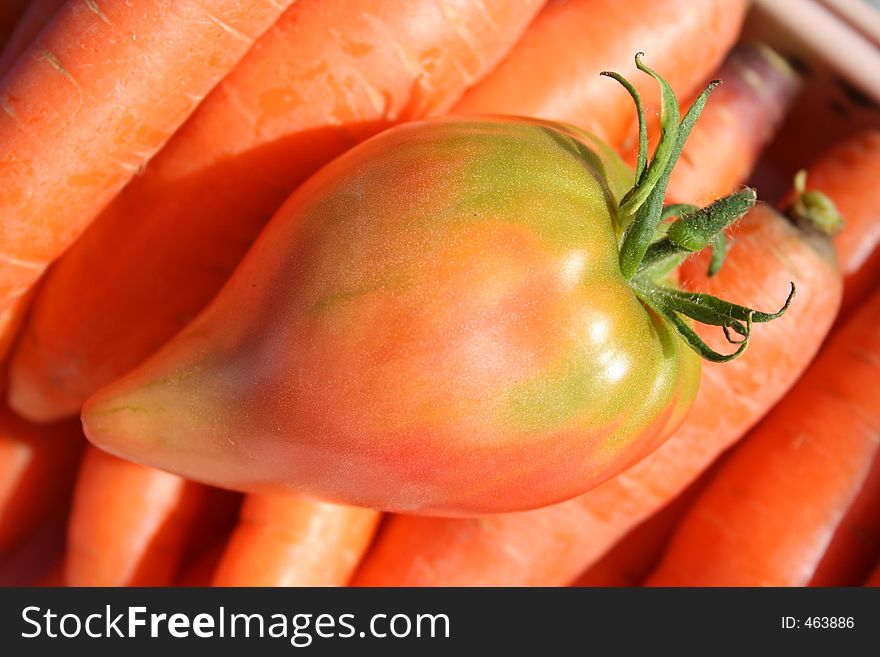 Tomato on a huge pile of carrots. Tomato on a huge pile of carrots