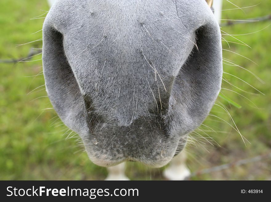 Horse with a lovely nose