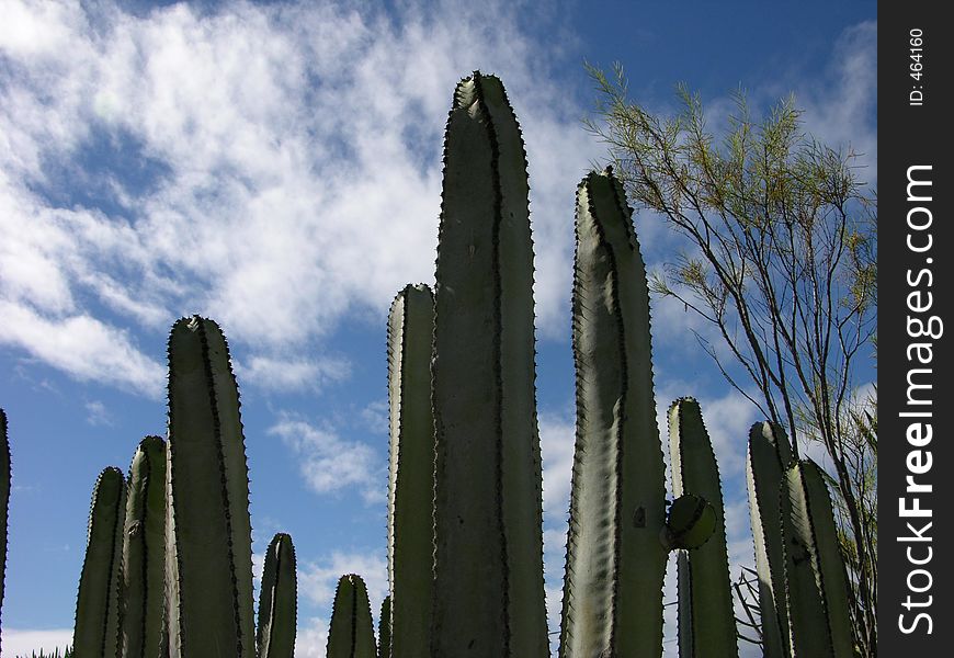 Cactus against a perfect blue sky. Cactus against a perfect blue sky