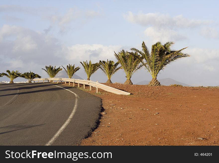 Row of palm trees alongside a road. Row of palm trees alongside a road