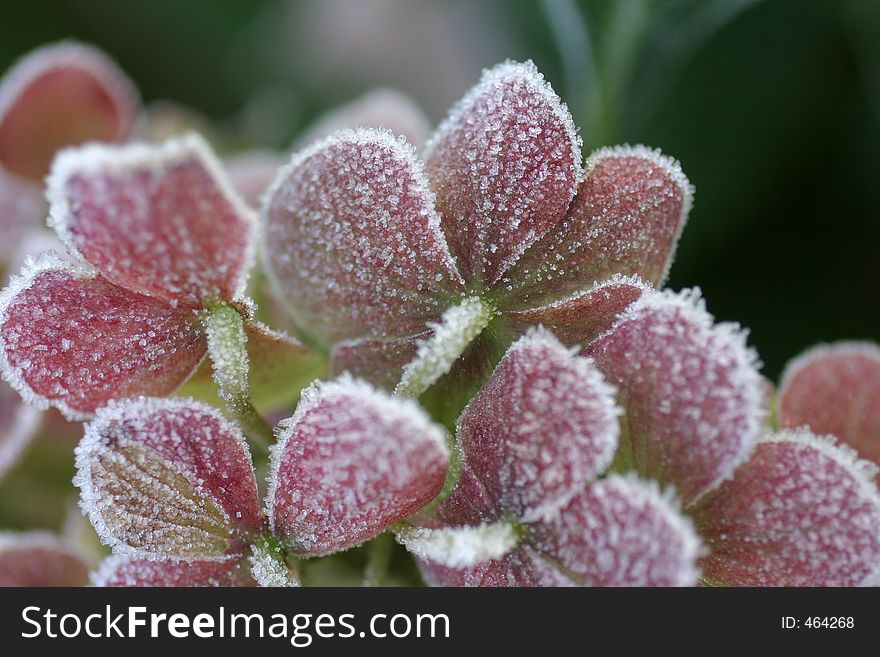 Small pink leaves covered by ice crystals. Small pink leaves covered by ice crystals