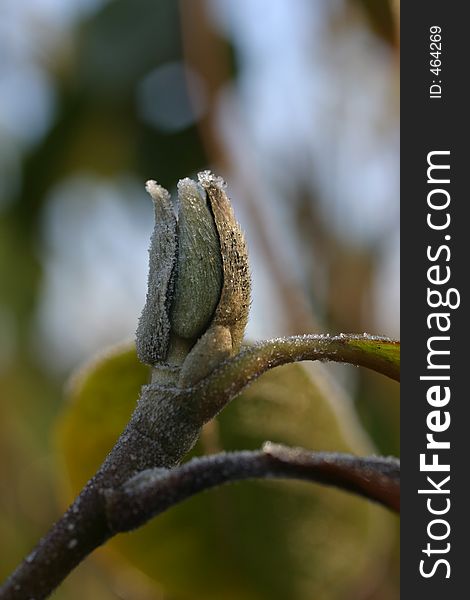 Frozen bud on a tree