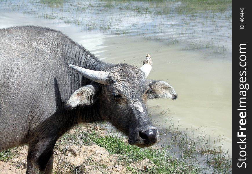 Water buffalo at the bank of a river