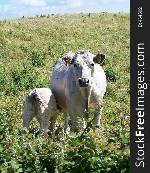 Calf feeding on cow in Irish field. Calf feeding on cow in Irish field