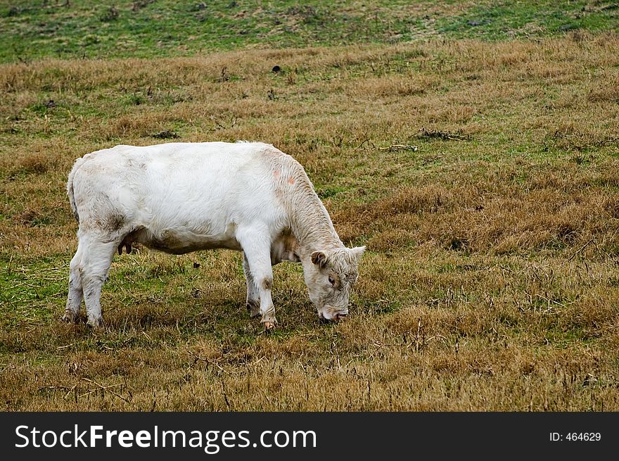 A white cow feeding on grass in the rain