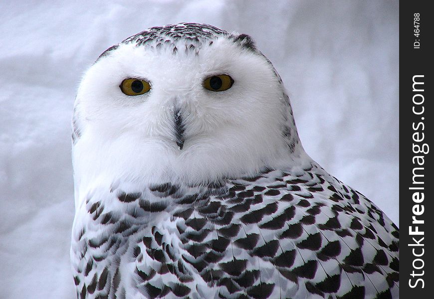 Snow owl on the snow, Poland