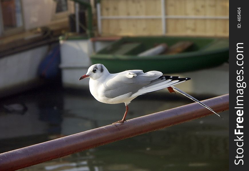 Seagull sitting on a railing by water