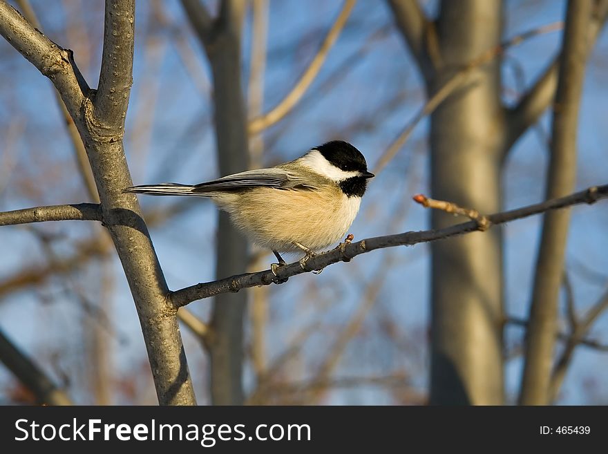 Black capped chickadee on a tree branch. Black capped chickadee on a tree branch