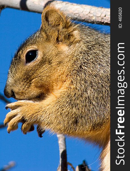 Red Squirrel, Tamiasciurus hudsonicus, sits in a tree and eats a peanut. Red Squirrel, Tamiasciurus hudsonicus, sits in a tree and eats a peanut.