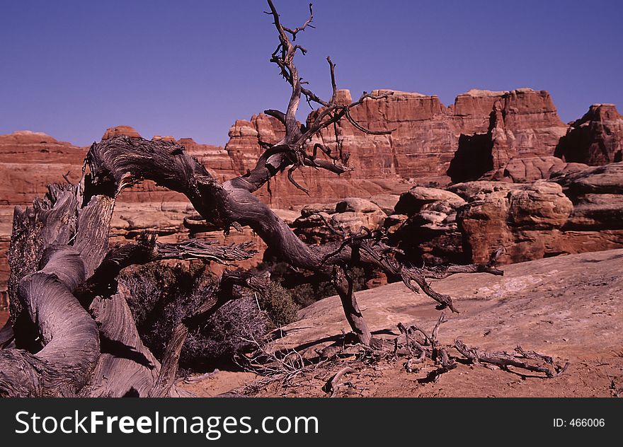 Dead tree in the Canyonlands National Park