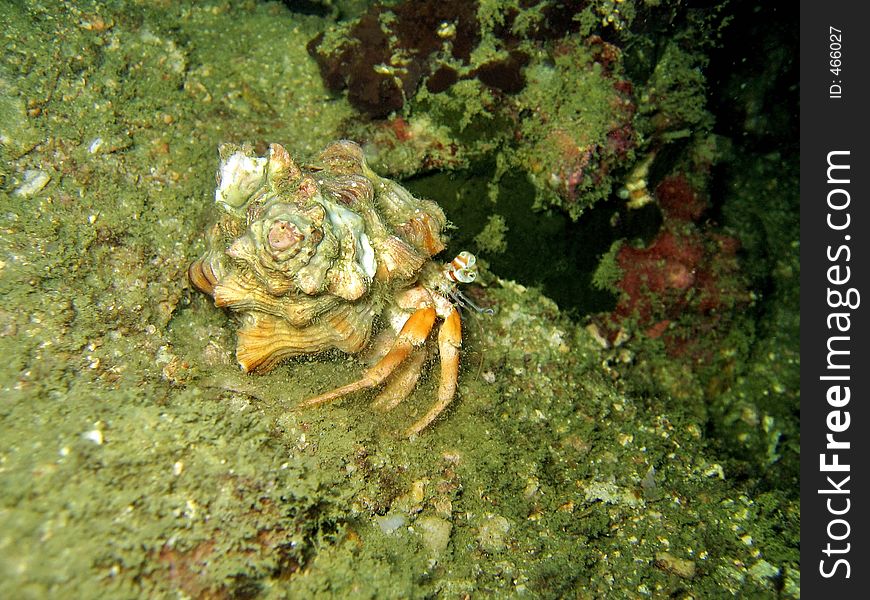 Side profile of a hermit crab and its home