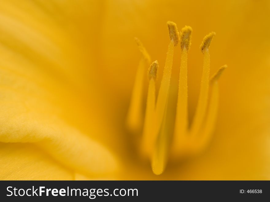 Detailed view of flower stamens inside a yellow lily