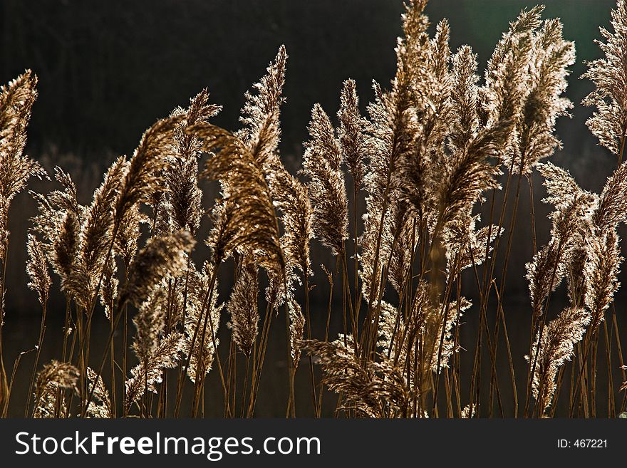 Backlit Reeds with blurd background. Backlit Reeds with blurd background.