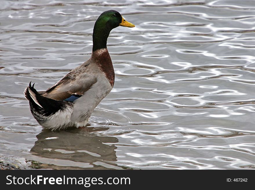 Duck standing in water