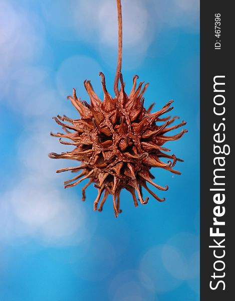 Tight depth of field of a tree pod blue specular background