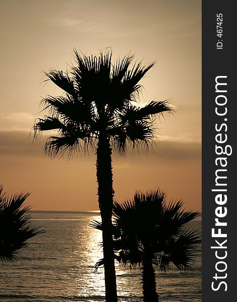 Silhouette Sunset Palm Trees