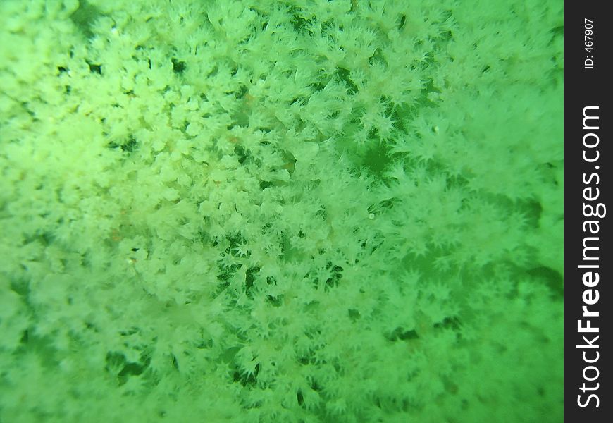 A close-up shot of a white soft coral. A close-up shot of a white soft coral