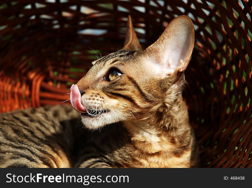 Cat in Basket