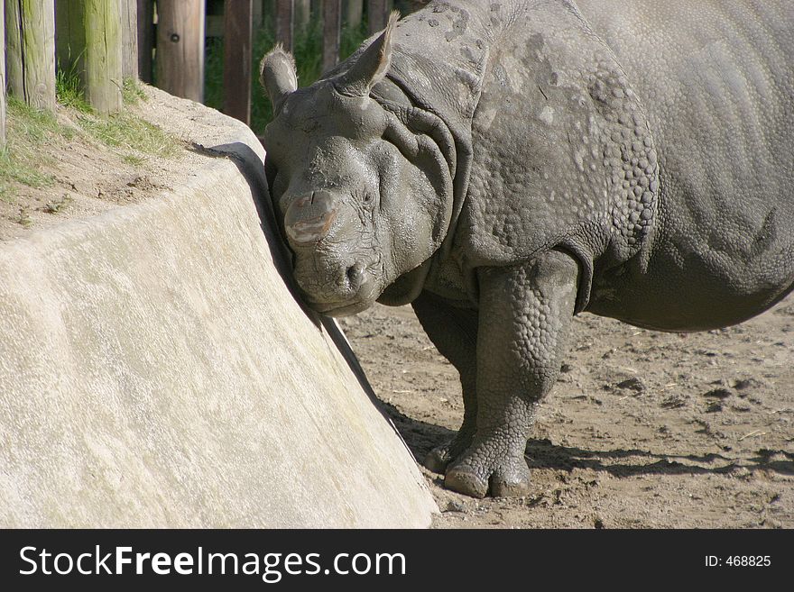 A rhino at the zoo scratches an itch by using the side of its pen. A rhino at the zoo scratches an itch by using the side of its pen.