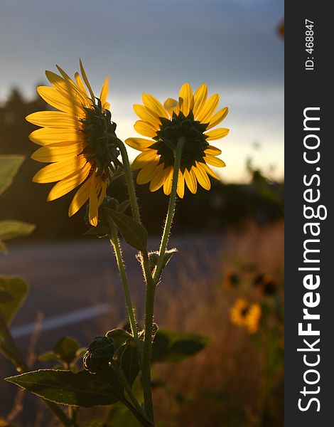 Sunflower in the early morning by the highway. Sunflower in the early morning by the highway