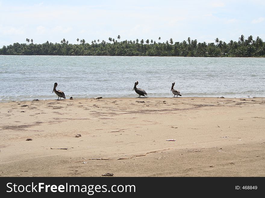 3 Three Pelican birds at the south side beach in Puerto Rico. 3 Three Pelican birds at the south side beach in Puerto Rico