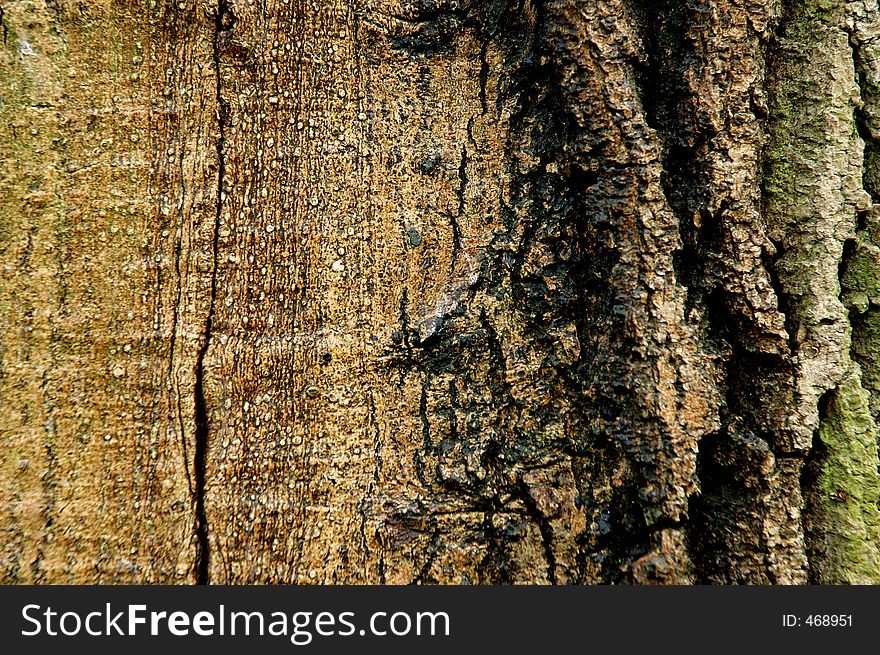 Tree's bark