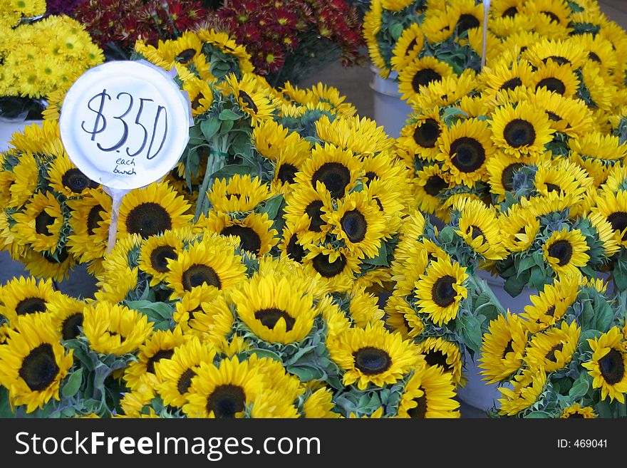 Sunflowers for sale at a city market. Sunflowers for sale at a city market.