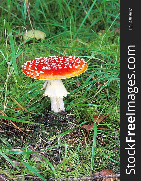 Fly Agaric mushroom in the grass. Fly Agaric mushroom in the grass