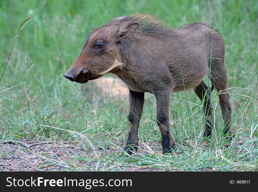 Baby warthog.