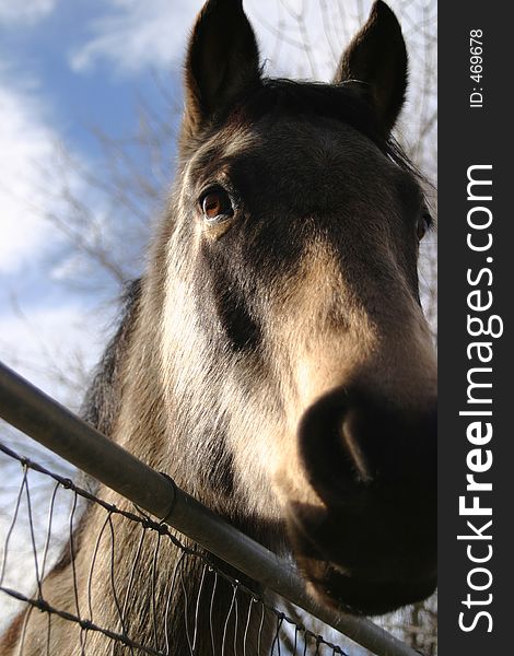 Pretty horse taking a good look at you over a small metal type fence. Primary focus towards the eye. If you like this photo, please see my portfolio for more. Pretty horse taking a good look at you over a small metal type fence. Primary focus towards the eye. If you like this photo, please see my portfolio for more.