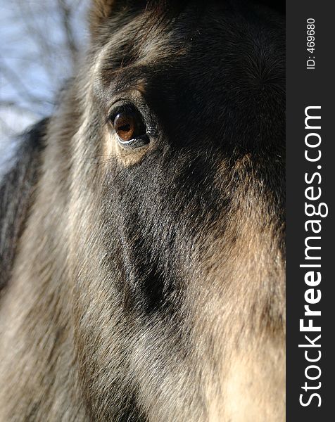 Fairly close-up view of the eye of a horse. Primary focus towards the eye. If you like this photo, please see my portfolio for more horses. Fairly close-up view of the eye of a horse. Primary focus towards the eye. If you like this photo, please see my portfolio for more horses.