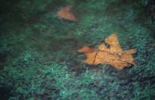 Frozen Leaves Royalty Free Stock Photography Frozen Leaves Royalty Free Stock Photography