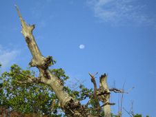Moon Over Mangrove & Sea Oats Stock Images Moon Over Mangrove & Sea Oats Stock Images