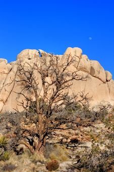 Tree And Moon At Joshua Tree Royalty Free Stock Photo Tree And Moon At Joshua Tree Royalty Free Stock Photo