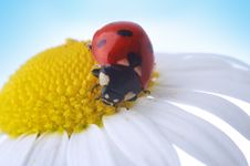 Camomile Flower With Ladybug Stock Photography