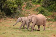 Young Elephants Stock Photos Young Elephants Stock Photos
