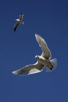 Soaring Royalty Free Stock Photography Soaring Royalty Free Stock Photography