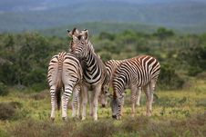 Zebras Grooming Stock Photography Zebras Grooming Stock Photography