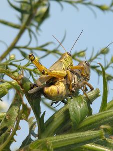 Grasshoppers Stock Image