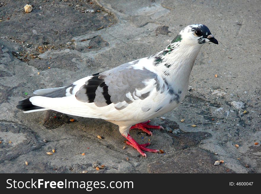 Urban pidgeon standing side on. Urban pidgeon standing side on