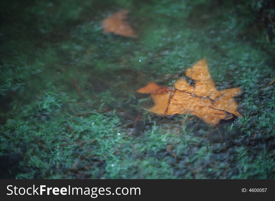 Of several tree leaves frozen in the water. Of several tree leaves frozen in the water.