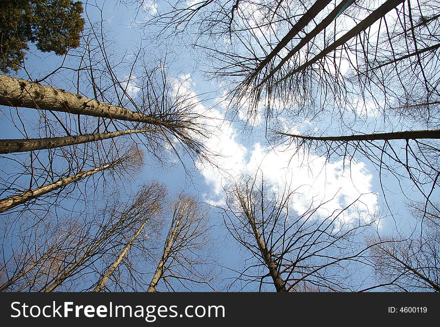 Metasequoia and sky in arboretumã€‚