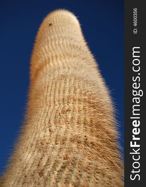 Massive cardon cactus in northwestern argentine drylands. Massive cardon cactus in northwestern argentine drylands