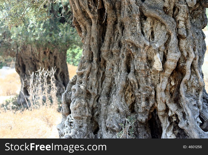 Old trunk of olive tree