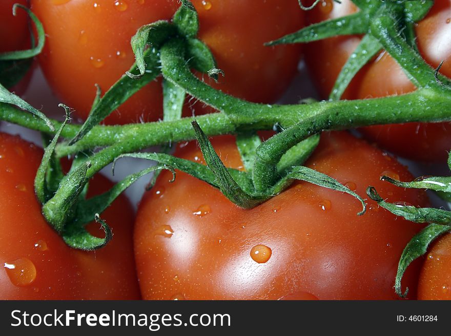 A branch of red and tender tomatoes with water drops on it.