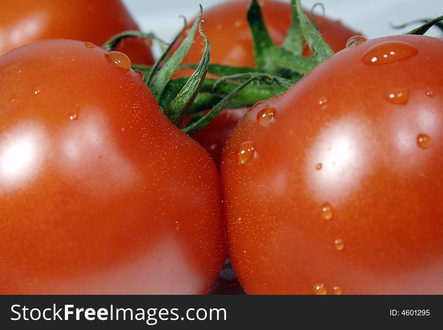 A branch of red and tender tomatoes with water drops on it.