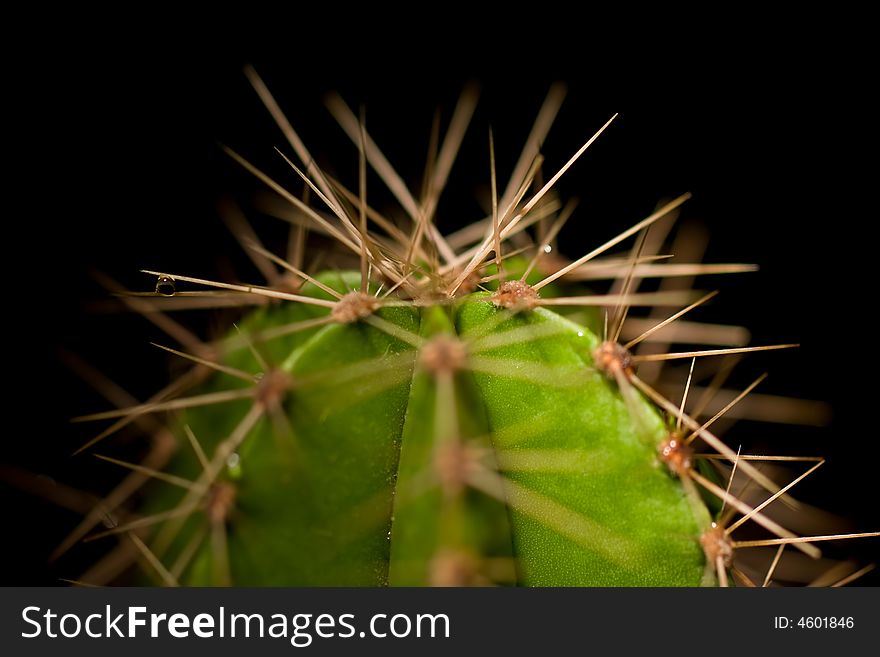 This is a green cactus with its spikes showing in macro. maybe a low DOF but i still think this picture has what it takes