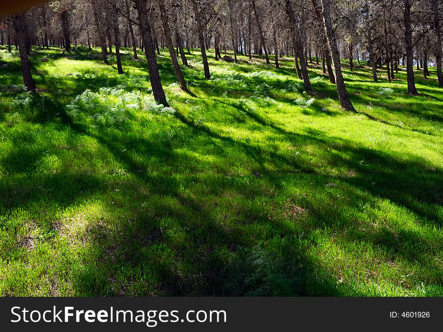 Shadows on the grass at the forest