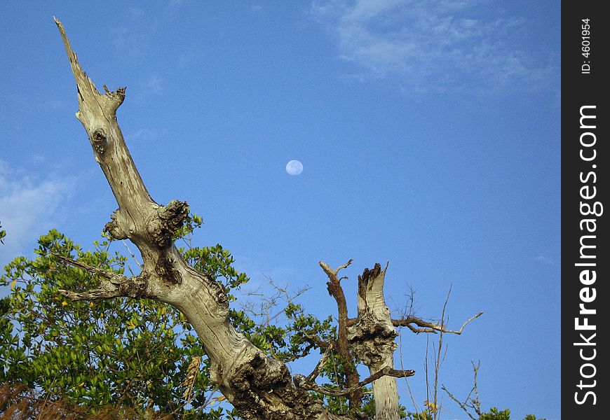 Daytime Moon over Coastal Mangroves and Sea Oats, Everglades Coastal Region, Southwest Florida. Daytime Moon over Coastal Mangroves and Sea Oats, Everglades Coastal Region, Southwest Florida