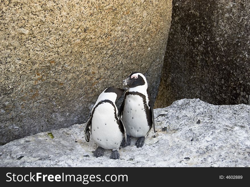 African Penguin - Spheniscus demersus.
A full grown African penguin, also known as a Jackass penguin because of their mating sound. Picture taken in Simons Town, Western Cape in South Africa. African Penguin - Spheniscus demersus.
A full grown African penguin, also known as a Jackass penguin because of their mating sound. Picture taken in Simons Town, Western Cape in South Africa.